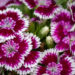 Dianthus barbatus habenelk (1)