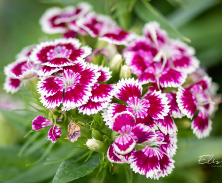 Dianthus barbatus habenelk (2)