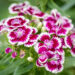 Dianthus barbatus habenelk (2)