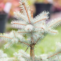 Picea pungens `Blue Diamond` torkav kuusk (5)