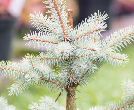 Picea pungens `Blue Diamond` torkav kuusk (5)