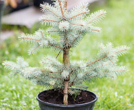 Picea pungens `Blue Diamond` torkav kuusk (1)