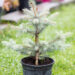 Picea pungens `Blue Diamond` torkav kuusk (1)