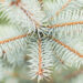 Picea pungens `Blue Diamond` torkav kuusk (2)