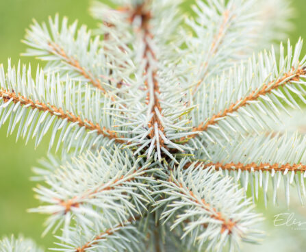 Picea pungens `Blue Diamond` torkav kuusk (3)