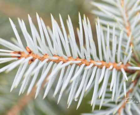 Picea pungens `Blue Diamond` torkav kuusk (4)