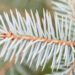 Picea pungens `Blue Diamond` torkav kuusk (4)