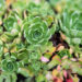 Saxifraga paniculata kobar-kivirik (2)