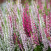 Calluna `Trio` kanarbik (2)