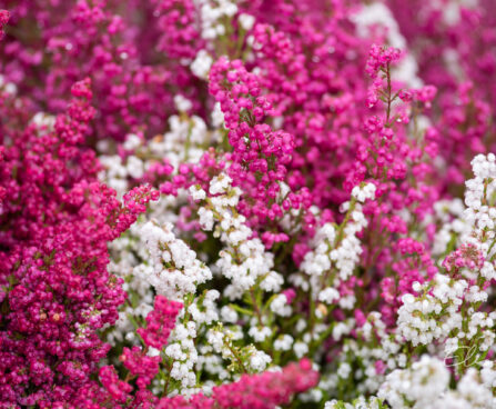 Erica gracilis sale eerika (1)