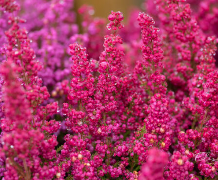 Erica gracilis sale eerika (2)