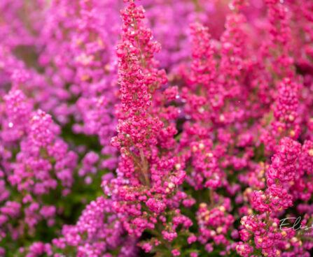 Erica gracilis sale eerika (3)