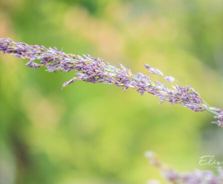 Molinia caerulea `Moorhexe` sinihelmikas