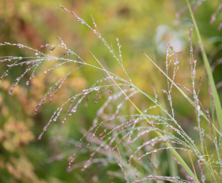 Panicum virgatum `Northwind` vits-hirss (1)