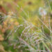 Panicum virgatum `Northwind` vits-hirss (1)