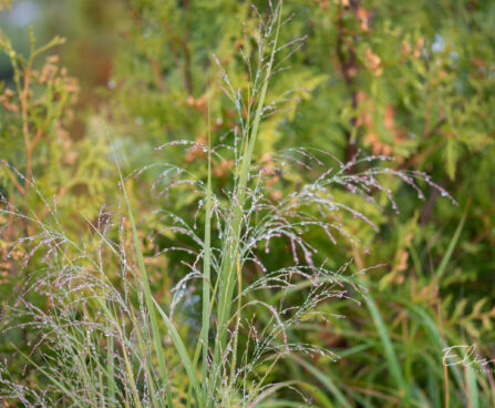 Panicum virgatum `Northwind` vits-hirss (2)