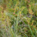 Panicum virgatum `Northwind` vits-hirss (2)