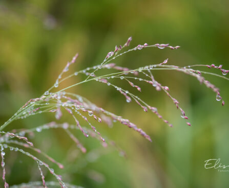 Panicum virgatum `Northwind` vits-hirss (3)