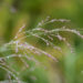 Panicum virgatum `Northwind` vits-hirss (3)