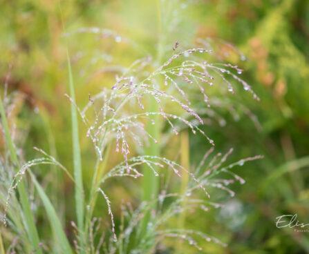 Panicum virgatum `Northwind` vits-hirss (4)