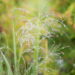 Panicum virgatum `Northwind` vits-hirss (4)