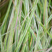 Calamagrostis x acutiflora `Overdam` teravaõieline kastik (1)