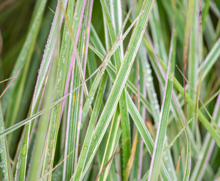 Calamagrostis x acutiflora `Overdam` teravaõieline kastik (1)