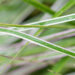 Calamagrostis x acutiflora `Overdam` teravaõieline kastik (2)