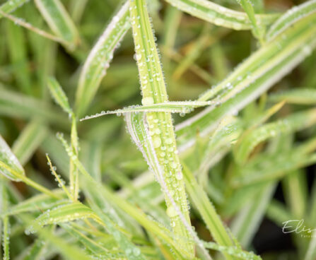 Phalaris arundinacea `Picta` päideroog (1)