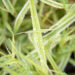 Phalaris arundinacea `Picta` päideroog (1)