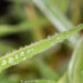 Phalaris arundinacea `Picta` päideroog (2)