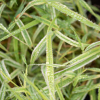Phalaris arundinacea `Picta` päideroog (3)