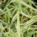 Phalaris arundinacea `Picta` päideroog (3)