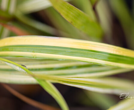 Hakonechloa macra `Aureola` ainuroog (1)