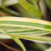 Hakonechloa macra `Aureola` ainuroog (1)