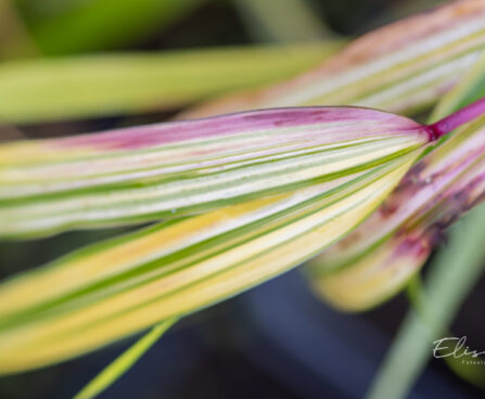 Hakonechloa macra `Aureola` ainuroog (2)