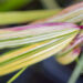 Hakonechloa macra `Aureola` ainuroog (2)