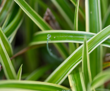 Carex morrowii `Ice Dance` jaapani tarn