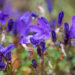 Campanula `Get Mee` kellukas