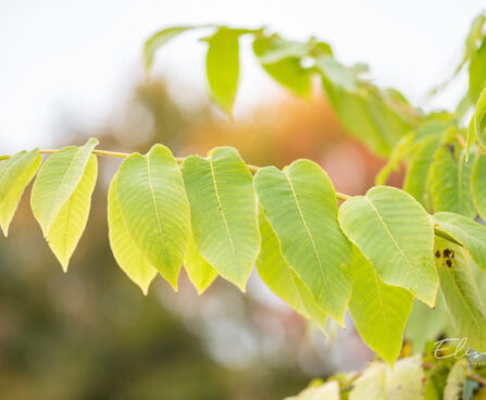 Juglans mandshurica mandžuuria pähklipuu (1)