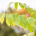 Juglans mandshurica mandžuuria pähklipuu (1)