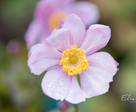 Anemone hupehensis `Crispa` hubei ülane (1)