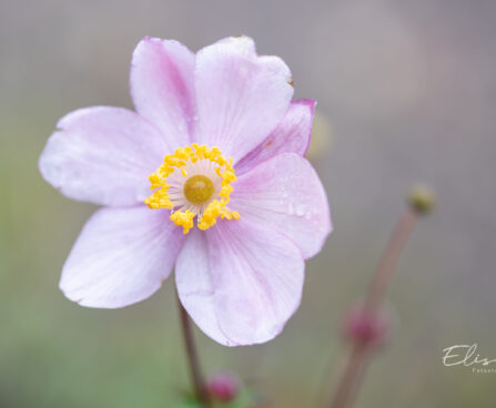 Anemone hupehensis `Crispa` hubei ülane (2)