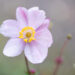 Anemone hupehensis `Crispa` hubei ülane (2)