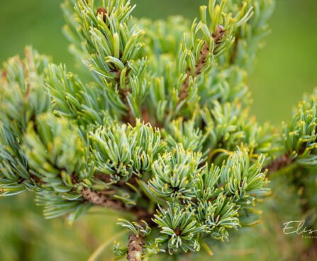 Pinus parviflora `Chikuza-goten` jaapani mänd (1)