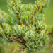 Pinus parviflora `Chikuza-goten` jaapani mänd (1)