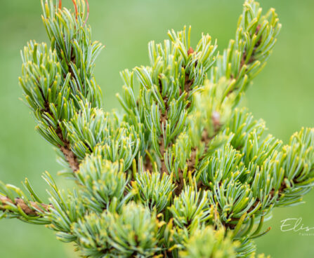 Pinus parviflora `Chikuza-goten` jaapani mänd (2)