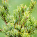 Pinus parviflora `Chikuza-goten` jaapani mänd (2)