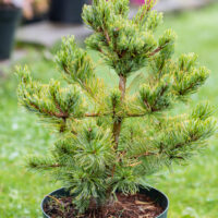 Pinus parviflora `Chikuza-goten` jaapani mänd (3)