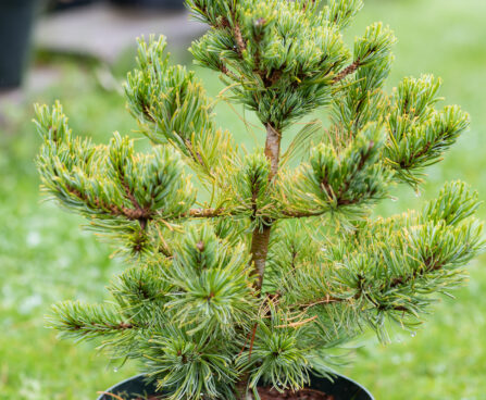 Pinus parviflora `Chikuza-goten` jaapani mänd (3)